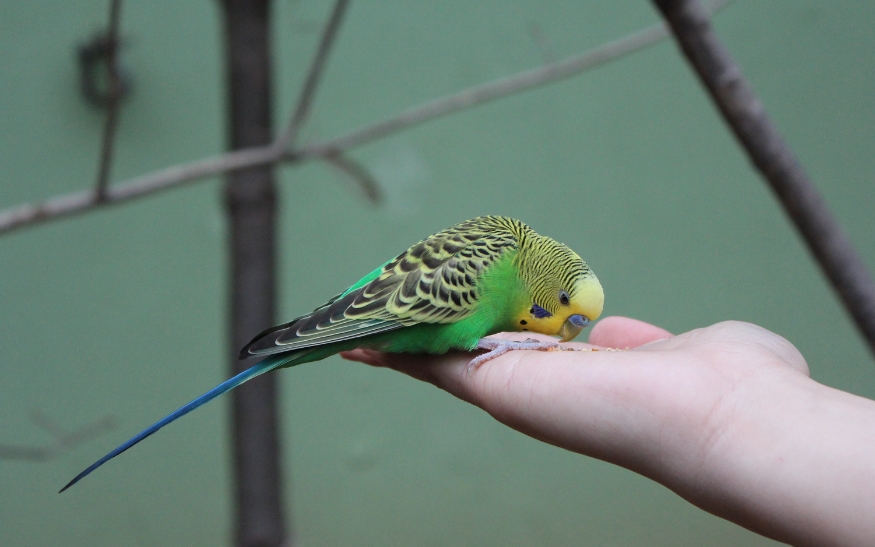 Co dělat, když vám uletí papoušek_foto6